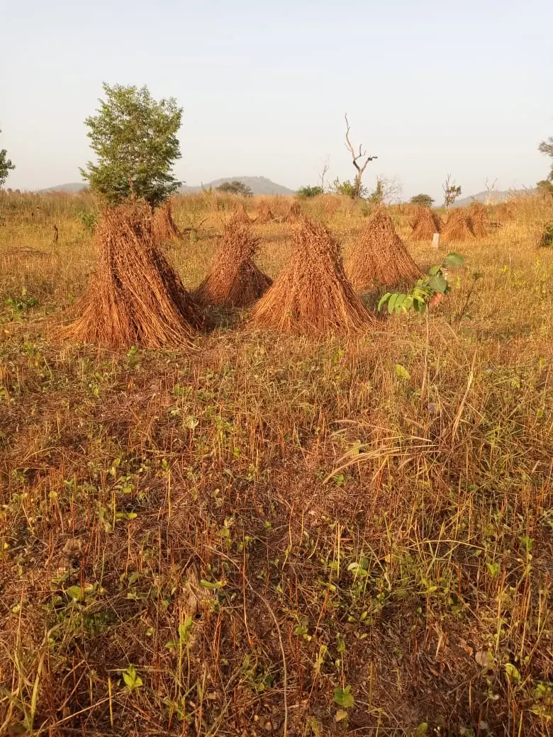 Sesame cultivation in a field